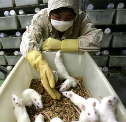 Animal testing