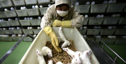Animal testing