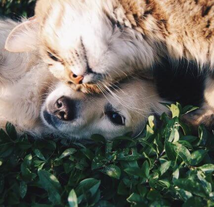 cat loving dog, both having a moment in the sun