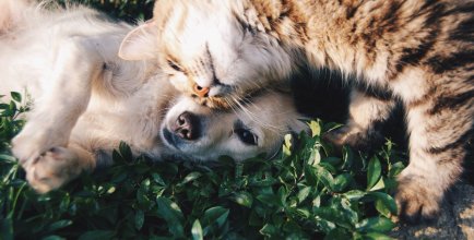 cat loving dog, both having a moment in the sun