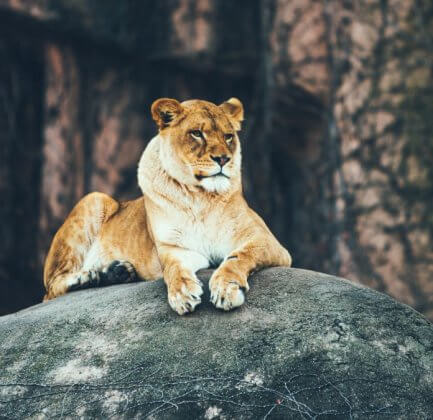 lion on a rock at a us public zoo