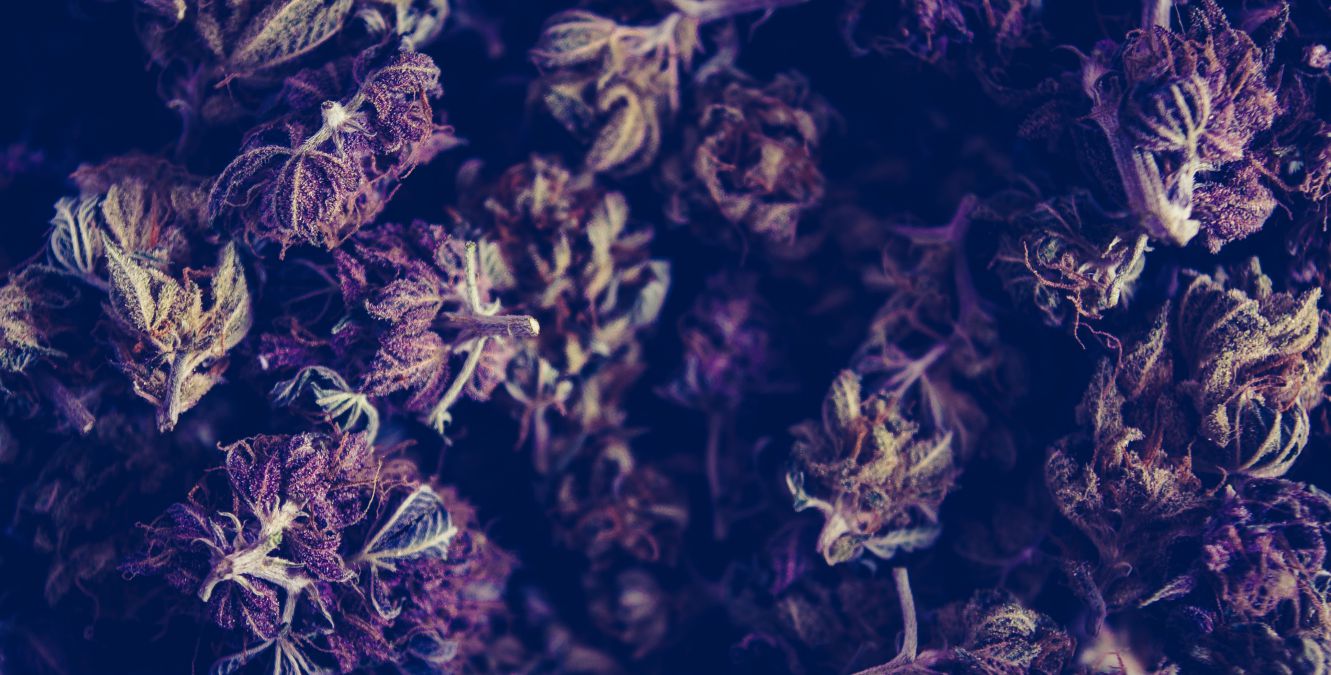 a Marijuana bush up close